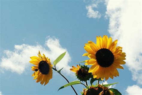 168 | Sunflower wallpaper, Wallpaper backgrounds, Aesthetic desktop ...