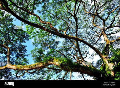 The Rain Tree (Singapore Botanic Gardens Stock Photo - Alamy