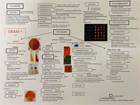 Bacilli Diagram