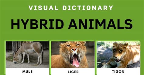 Real Animal Hybrids List