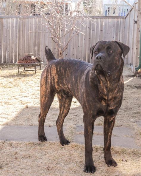 Cane Corso Rottweiler Mix: A Tough Hybrid With A Soft Heart