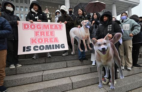 South Korea faces pressure to save dogs, compensate breeders as it ...