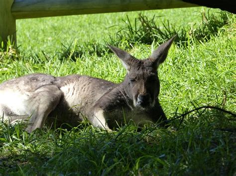 Bunbury Wildlife Park - 2020 All You Need to Know BEFORE You Go (with ...