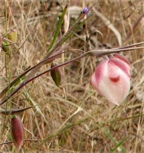 Calochortus albus, Fairy Lantern