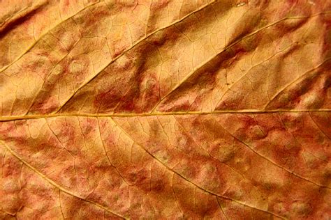 Dried Fall Leaf Close Up Texture Picture | Free Photograph | Photos ...