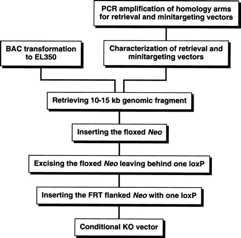 A Highly Efficient Recombineering-Based Method for Generating ...