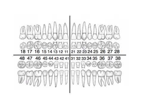 Numbering of teeth and quadrants - Dentist St-Lambert - Concept ...