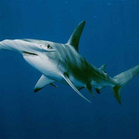 Great Hammerhead Shark Size