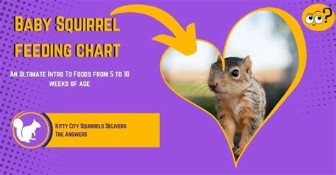 Baby Squirrel Feeding Chart - An Ultimate Intro To Foods | Baby ...