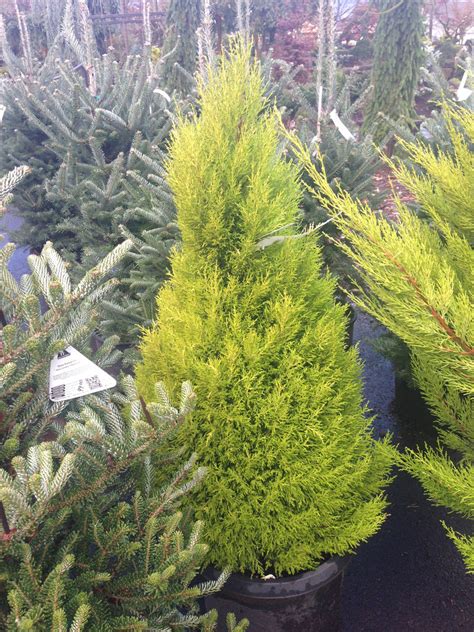 Photo #55589 | Cupressus macrocarpa 'Goldcrest' | plant lust