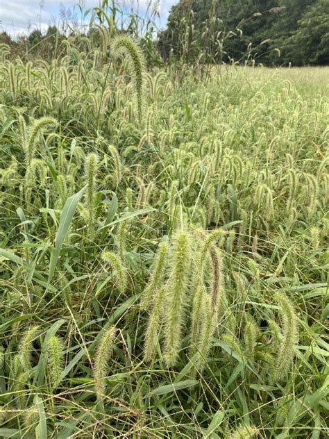 Foxtail – Weed ID Wednesday | N.C. Cooperative Extension