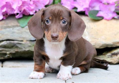 53+ Dachshund Dogs Puppies For Sale Pic - Bleumoonproductions