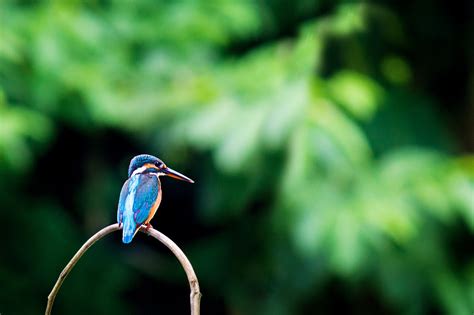 Kingfisher Bird Wildlife - Free photo on Pixabay - Pixabay