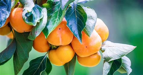 15 of the Best Asian Persimmon Varieties | Gardener’s Path