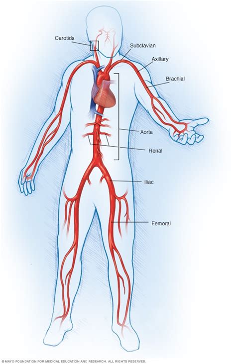 Large arteries - Mayo Clinic