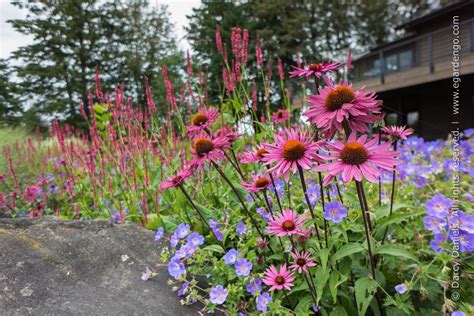 Zone 5: Low-Growing Perennials That Bloom All Summer: 5 Things You ...