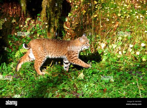 Bobcat walking Stock Photo - Alamy