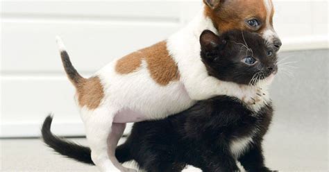 Kitten and puppy are so close they think they're sisters at rescue ...