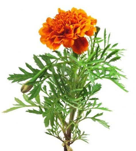 red marigold branch | Natural pink eye remedy, Pink eye treatment, Pink ...