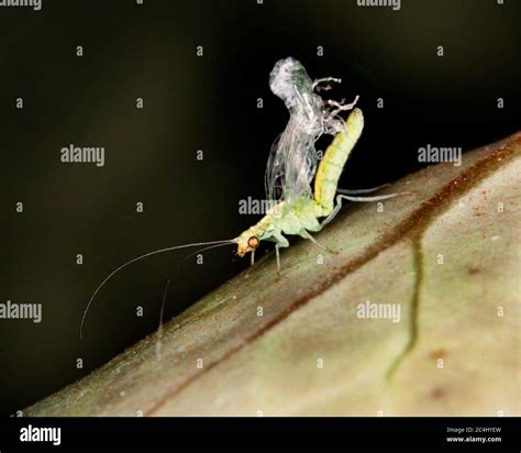 Lacewing just emerged from pupa cocoon, Chrysoperla rufilabris Stock ...