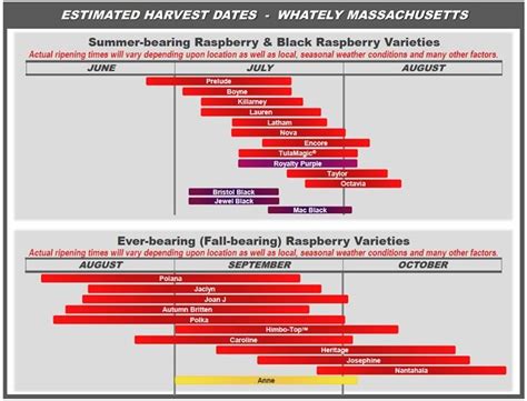 Raspberry Varieties Comparison - Raspberry