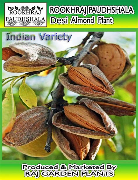 Raj Garden Plants Almond Live Plant Indian Rimjhim Variety - Badam Tree ...