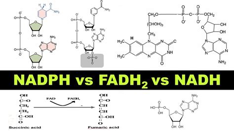 NADH vs FADH2 vs NADPH | Structure & functions of Coenzymes | Dr ...