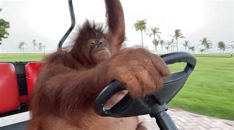 Famous Orangutan Caught Driving A Golf Cart - Oh! Epic