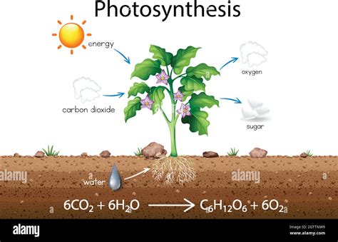 Photosynthesis Cycle