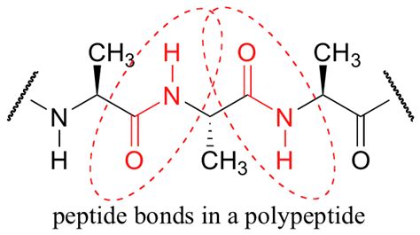 Peptides and polypeptides - Giant Lab