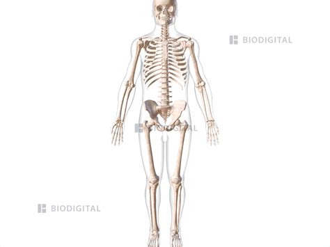 Skeletal system | BioDigital Anatomy