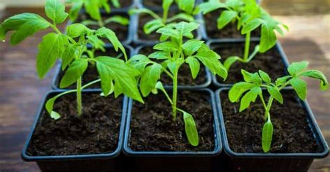 How And When To Transplant Tomato Seedlings From Seed Tray