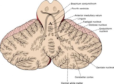 Cerebellar Function | Neupsy Key