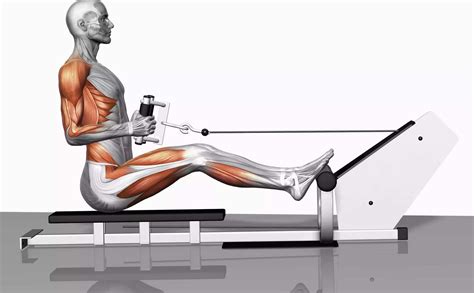 What Muscles Do Rowing Machines Work: Here's the Answer