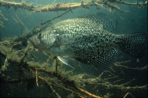 Spring Crappies