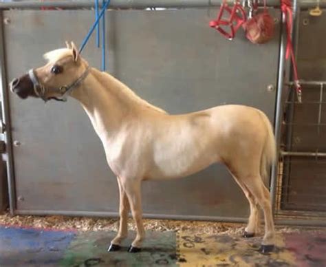 AMHA Registered 2014 29" Palomino SHOW Mare. Central Regional Champion ...