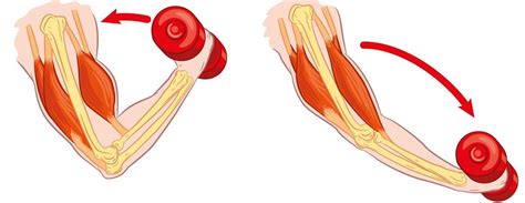 Three Types of Muscle Contractions (Isometric, Concentric, and ...