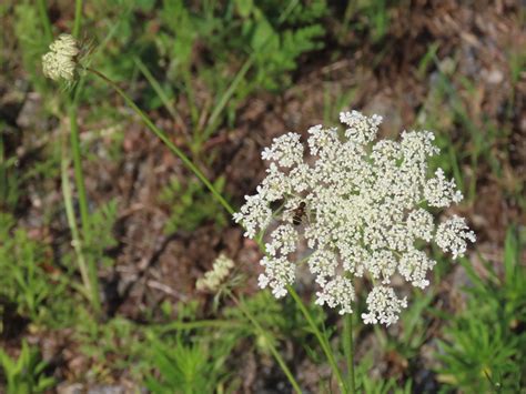 Queen Anne's-lace - Daucus Carota: Edible & Medicinal Uses of the ...