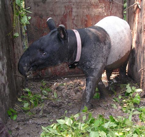 Featured project: Malay Tapir Conservation Project | W Z A C D