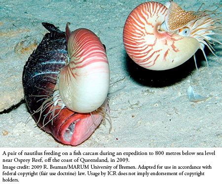 Living Fossils Found off Australia's Coast | The Institute for Creation ...