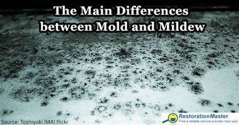 Mold vs Mildew: The Main Differences between Mold and Mildew