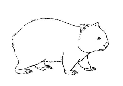 How to Draw a Wombat step by step – Easy Animals 2 Draw