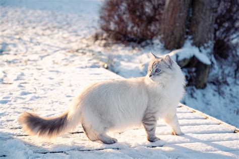 Home - Hypoallergenic Siberian Kitties