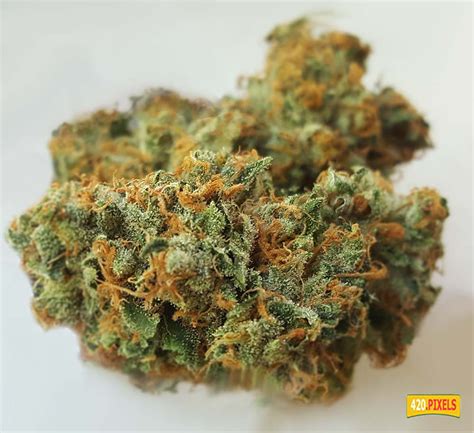 Do-Si-Dos - Strain Information - CannaConnection