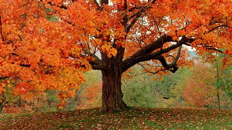 HD wallpaper: fall images for desktop background, autumn, tree, change ...