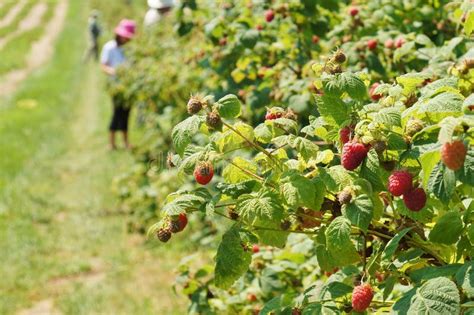 Raspberry harvesting stock photo. Image of healthy, fruit - 59639412