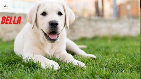 10 Most Popular Labrador Puppies Names | Labrador Retriever Names