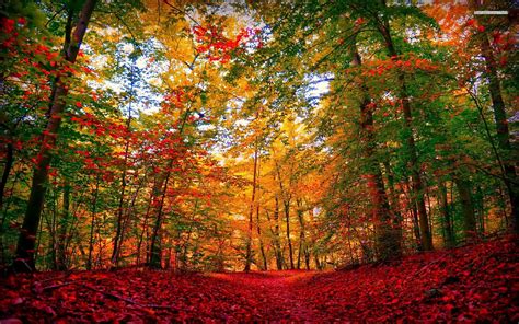 Autumn Forest Wallpapers - Wallpaper Cave