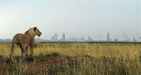 Nairobi National Park Half-Day Tour | Best things to do Nairobi City