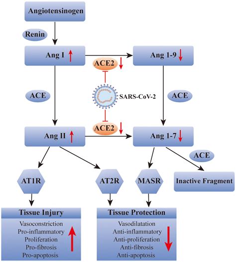 Role of angiotensin-converting enzyme 2 in neurodegenerative diseases ...